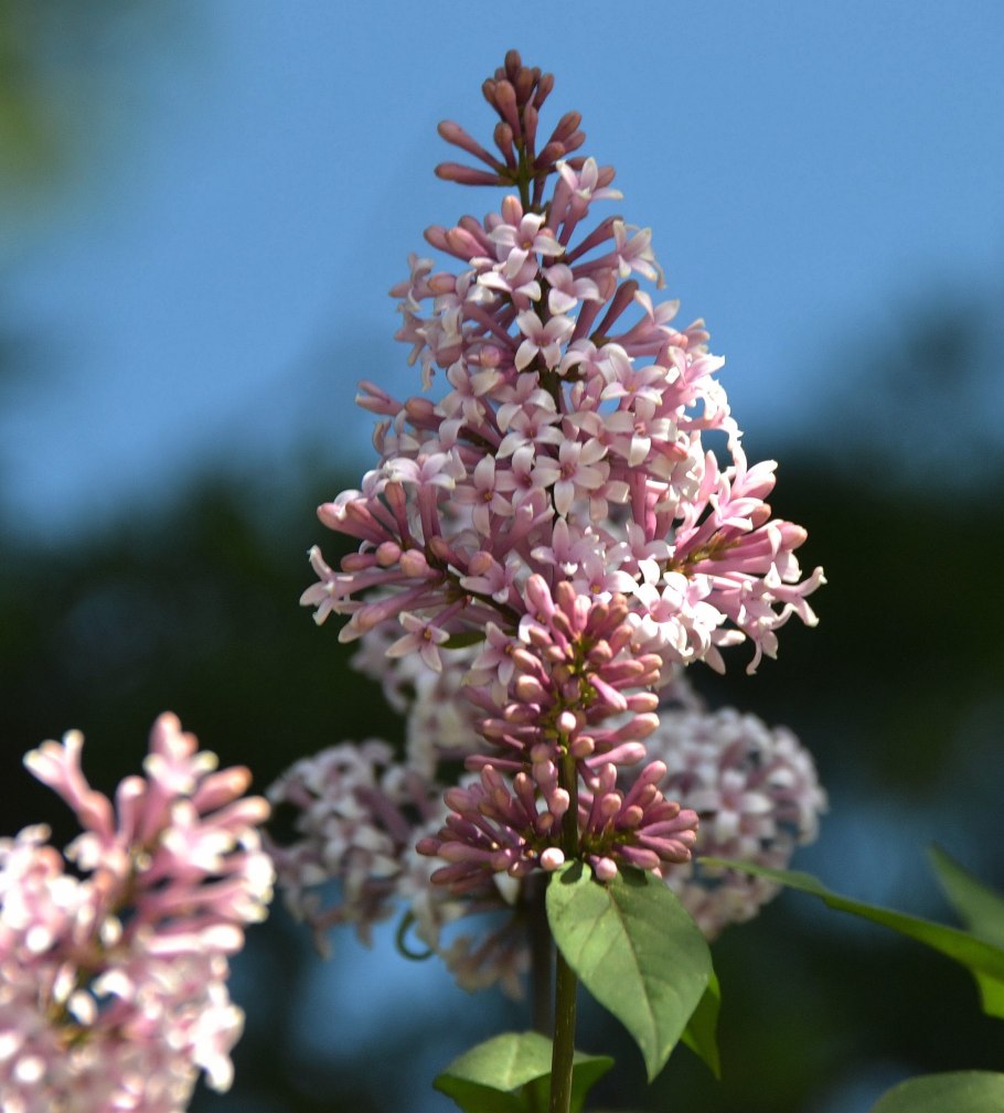 Сирень Syringa josikaea