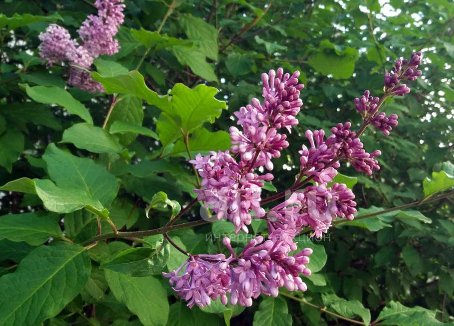 Сирень венгерская Окс