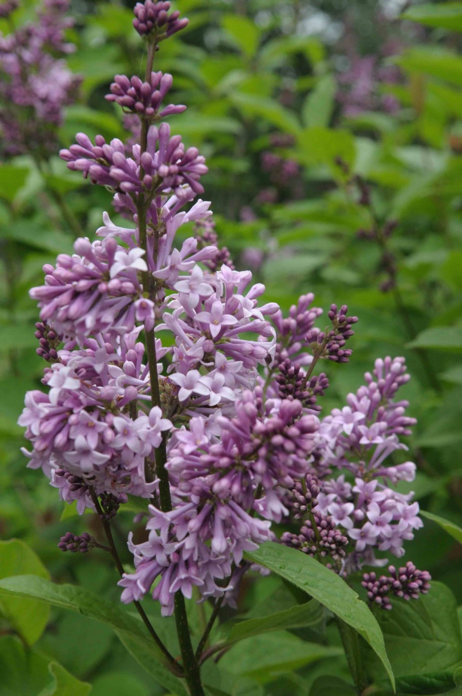 Сирень венгерская белоцветковая