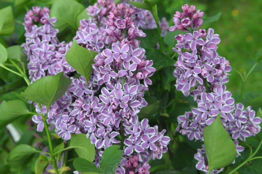 Сирень обыкновенная сенсация