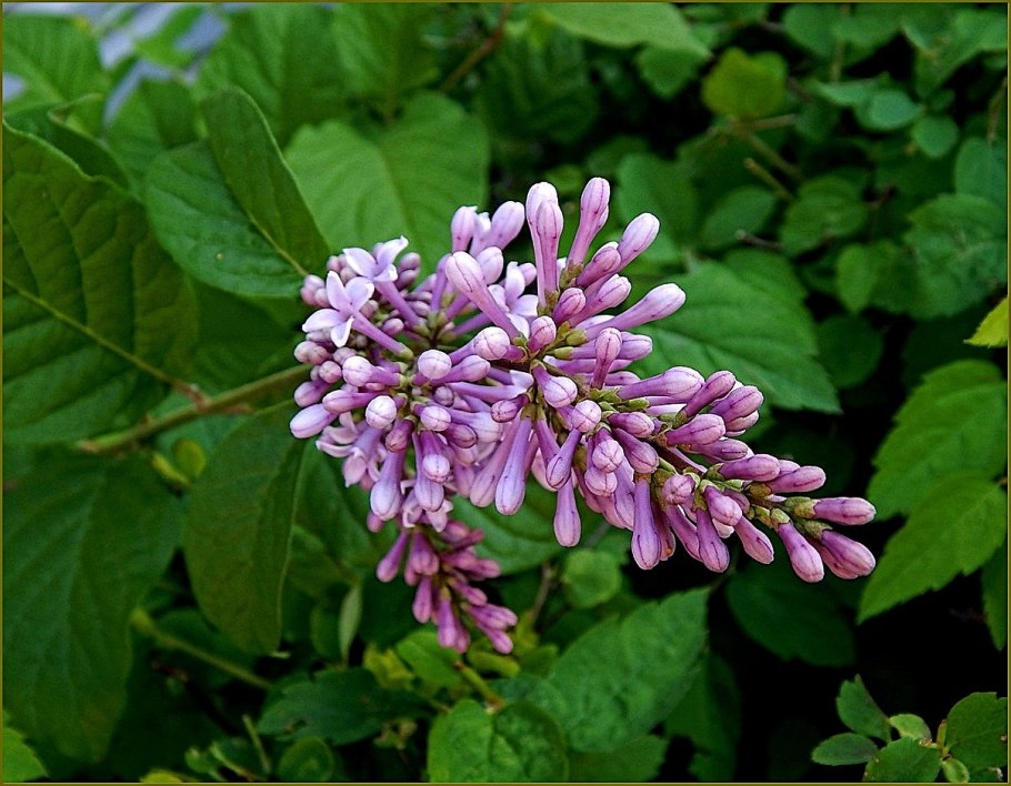 Сирень китайская Соджина
