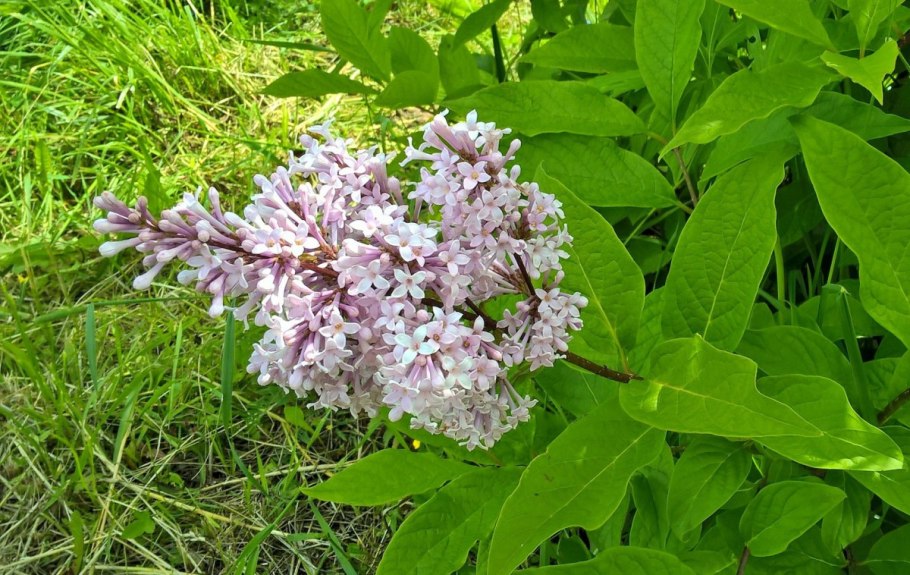 Сирень Вольфа Syringa wolfii