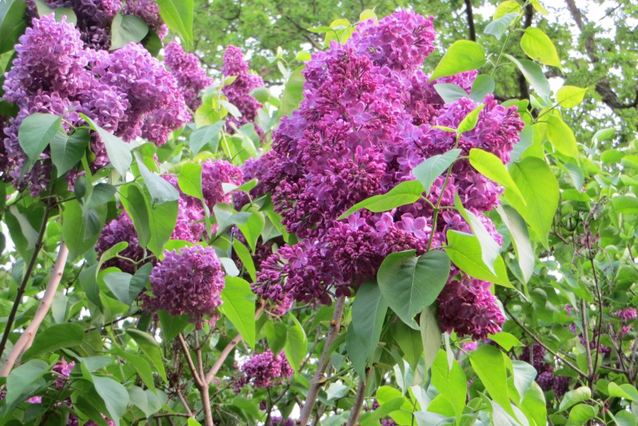 Сирень венгерская Йосика