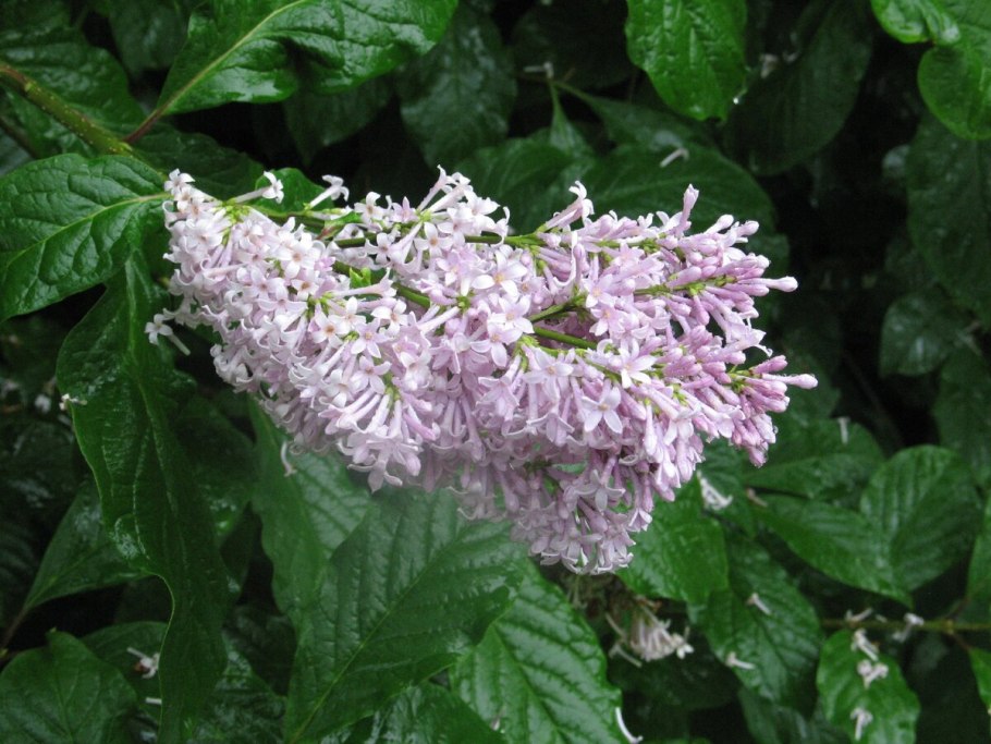 Сирень венгерская белоцветковая