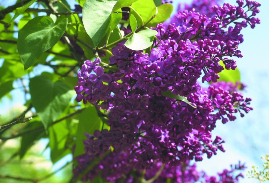 Сирень венгерская (josikaea)