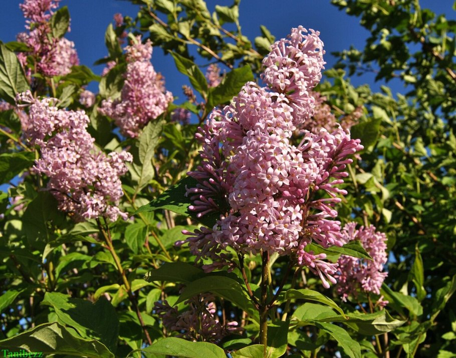 Сирень венгерская (josikaea)