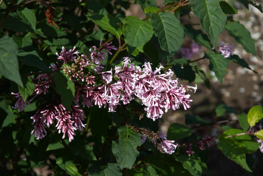 Сирень Syringa vulgaris венгерская
