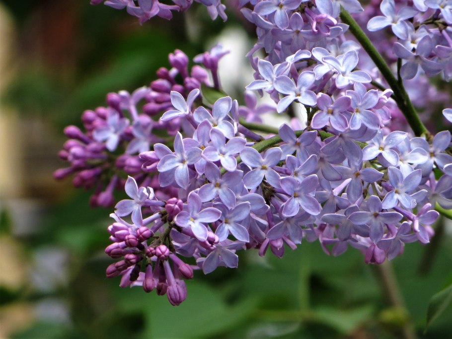 Сирень венгерская аллея