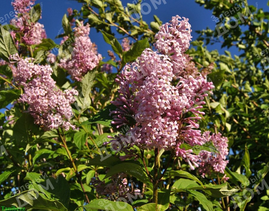 Сирень венгерская йосика