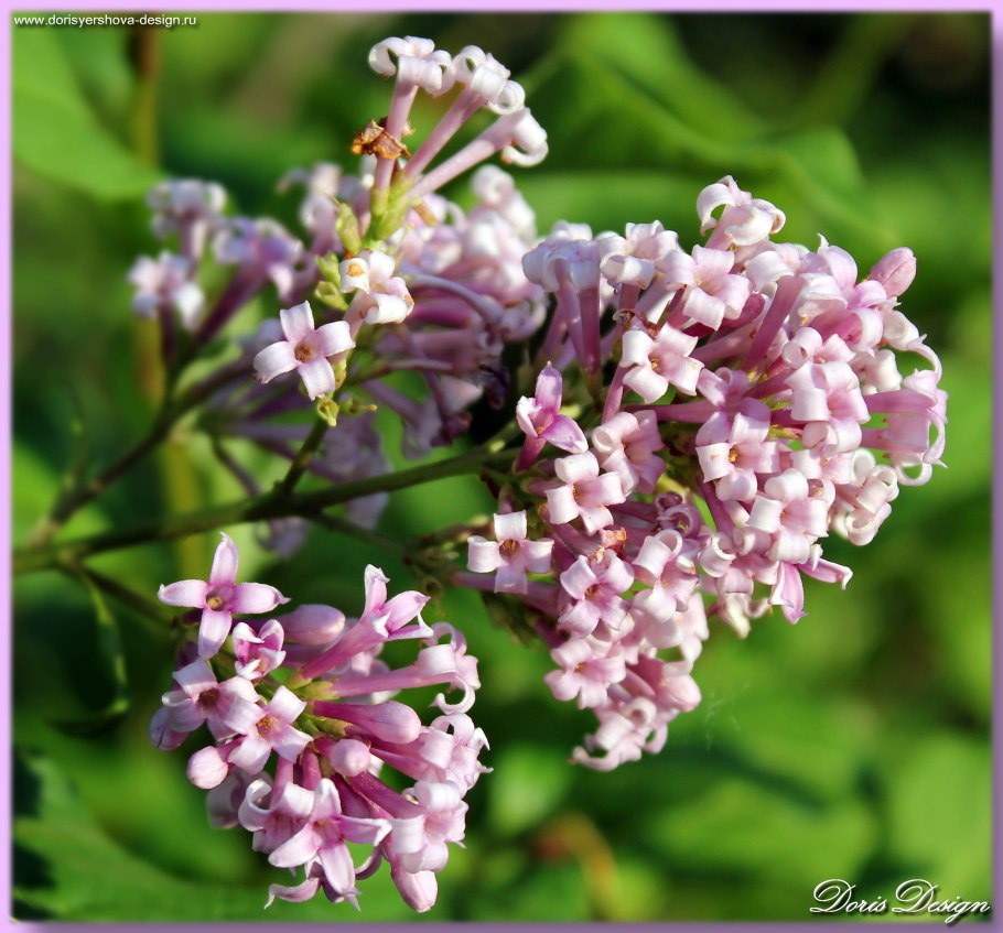 Сирень венгерская syringa josikaea