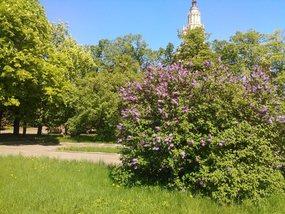 Сирень венгерская Йосика