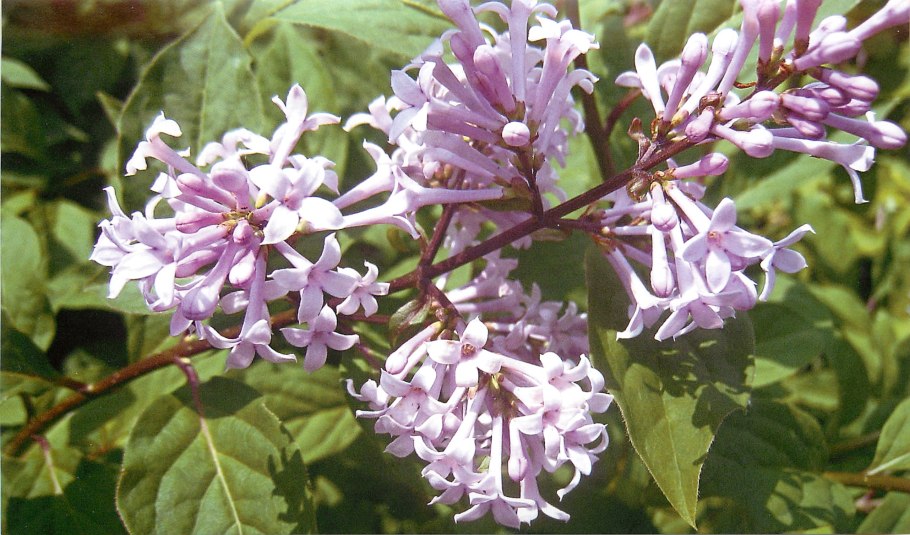 Сирень венгерская – Syringa josikaea Jacq