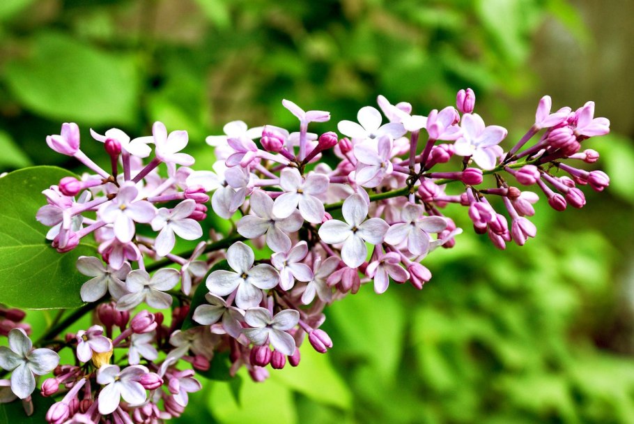 Ботанический сад МГУ