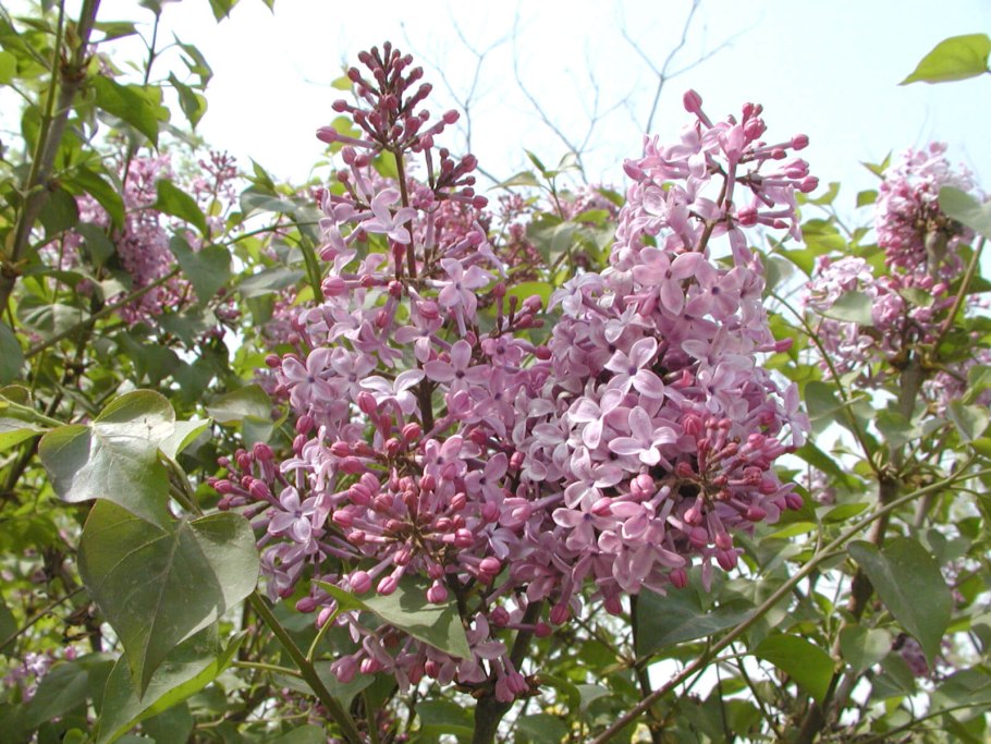 Сирень обыкновенная николай михайлов