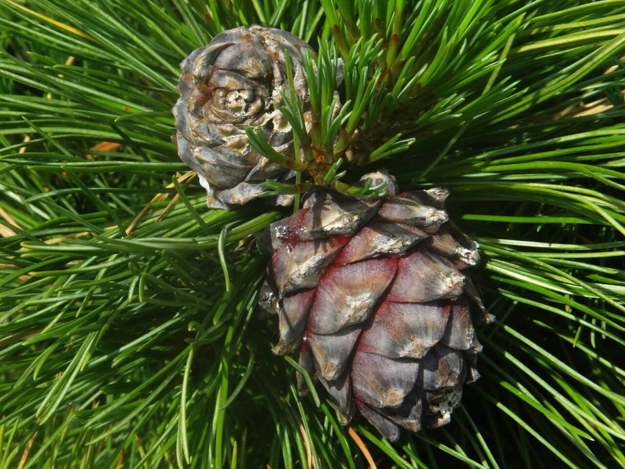 Сосна Кедровая Pinus sibirica