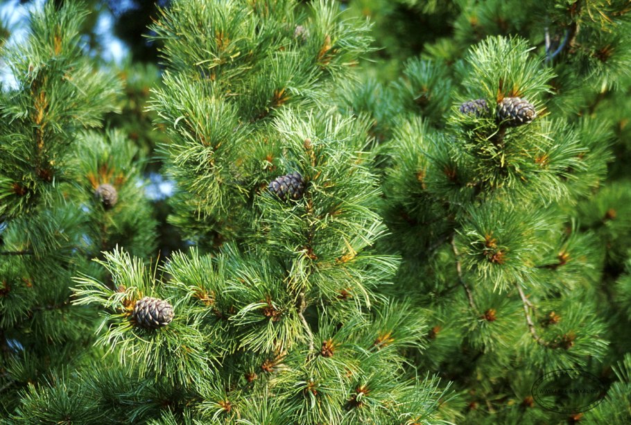 Сосна Кедровая Pinus sibirica