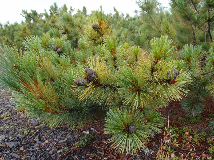 Сосна Кедровая Сибирская/Pinus sibirica