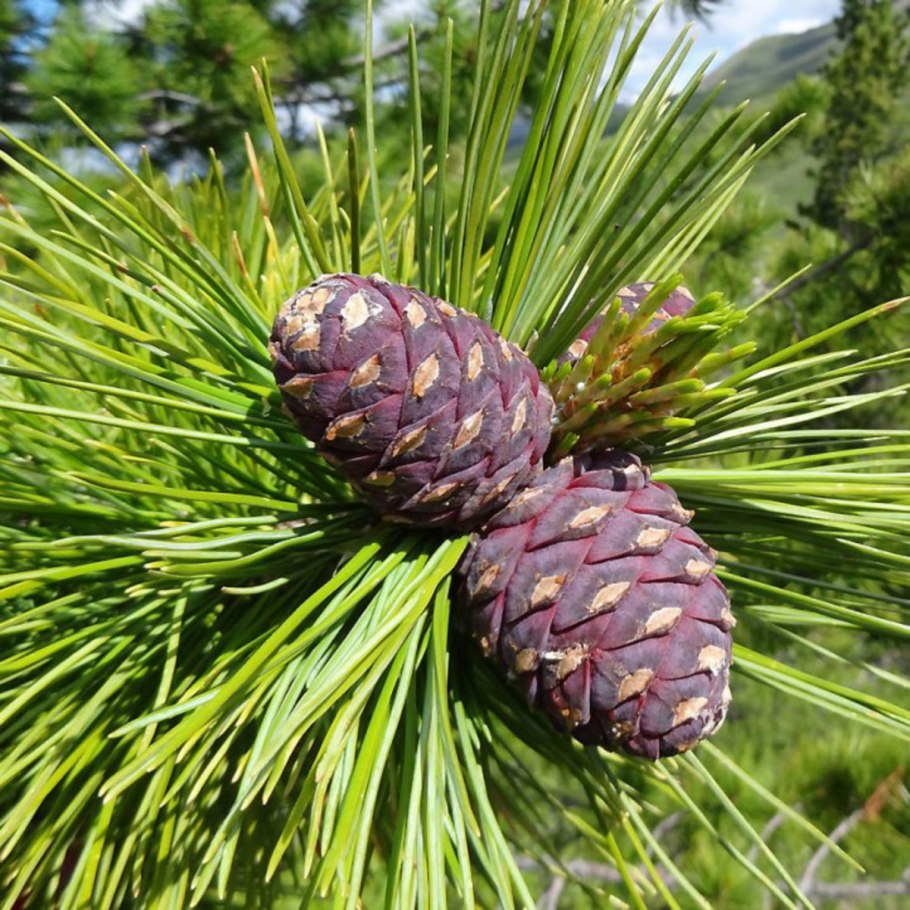 Сосна Сибирская Кедровая Pinus Cembra