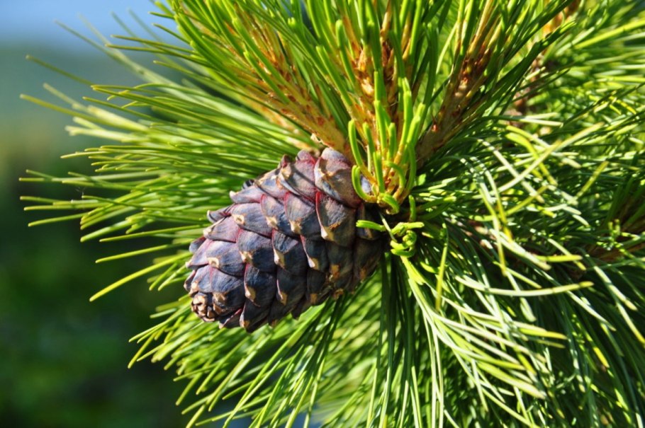 Кедр Сибирский Pinus sibirica