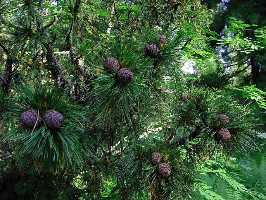 Сосна Кедровая (Pinus Cembra p9)