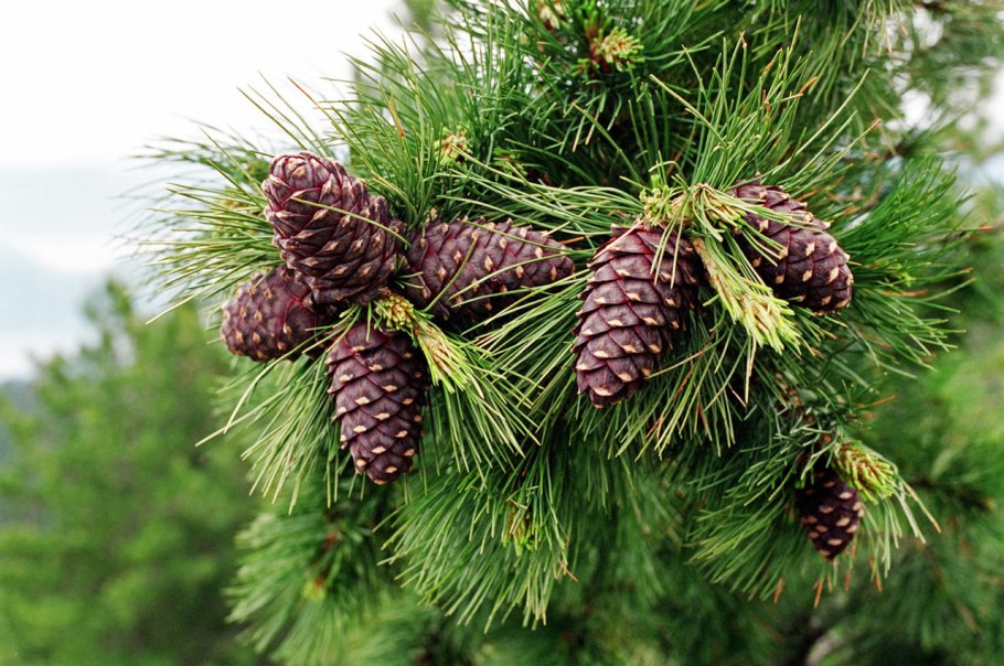 Сосна Сибирская Кедровая Pinus Cembra
