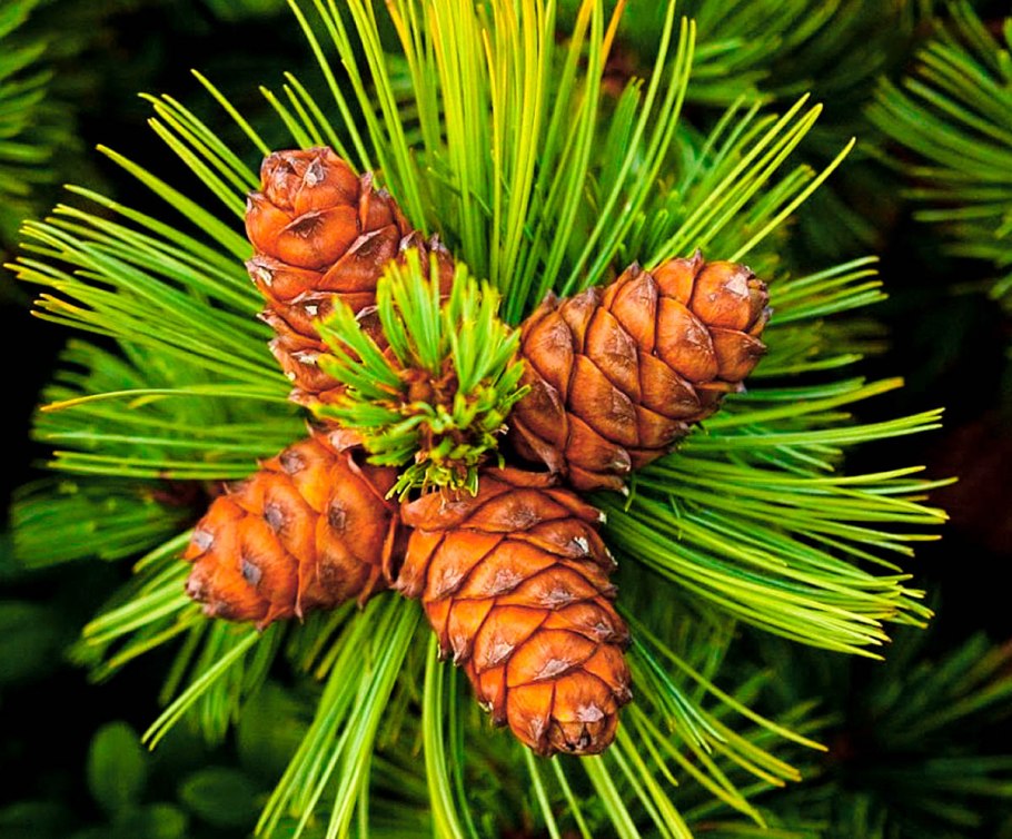 Сосна сибирская кедр сибирский