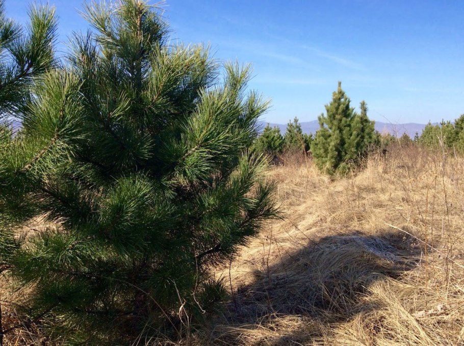 Кедр сибирский pinus sibirica