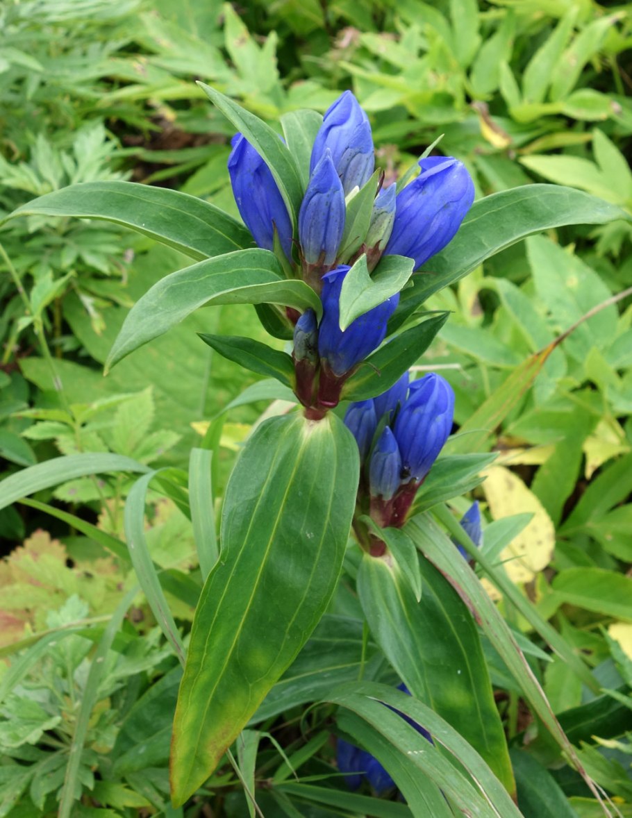 Gentiana leucomelaena