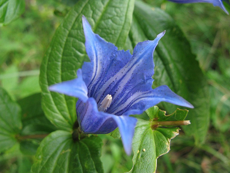 Wallpapers Conopsis acuta