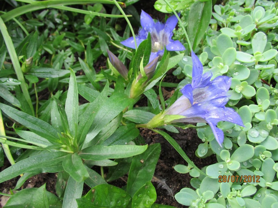 Gentiana Campestris