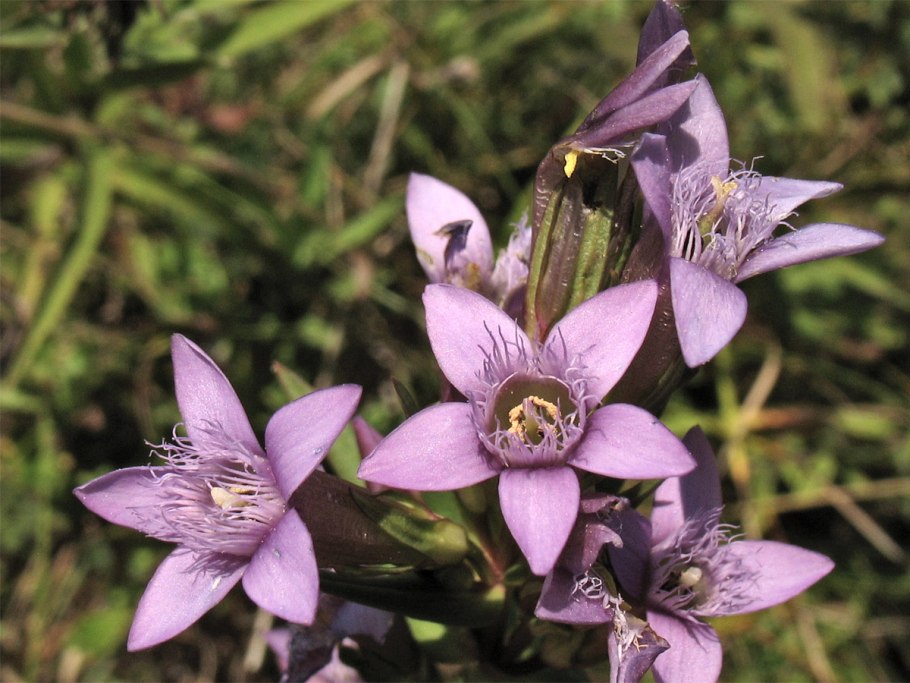 Gentiana amarella