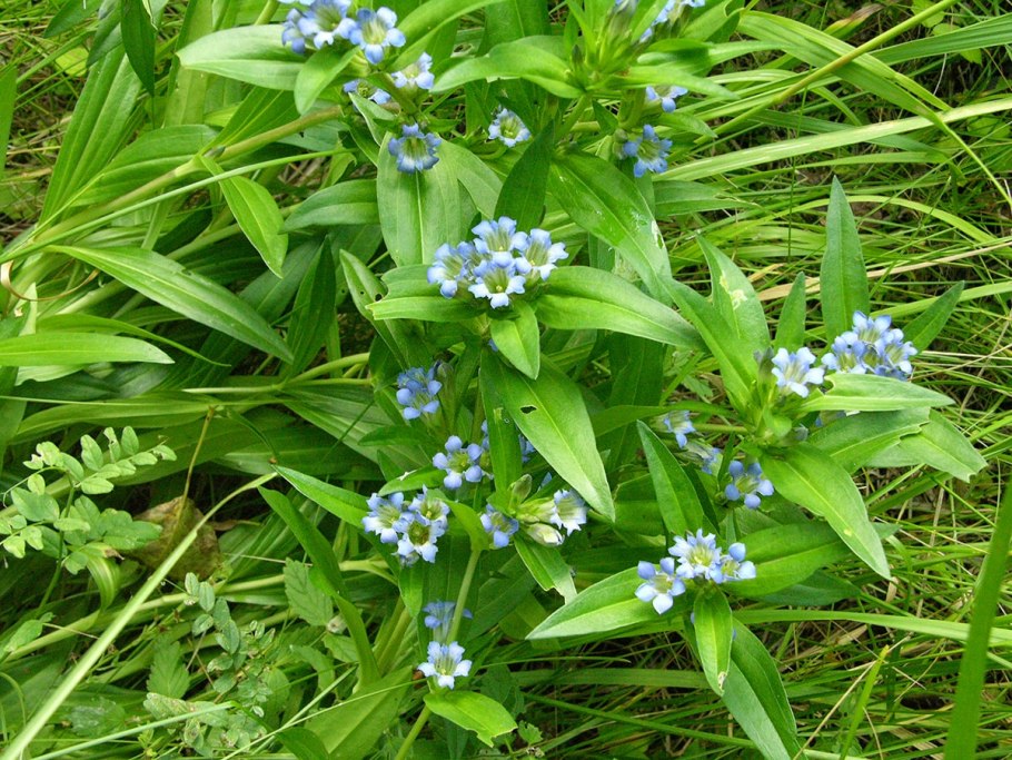 Горечавка бородатая (Gentiana barbata)