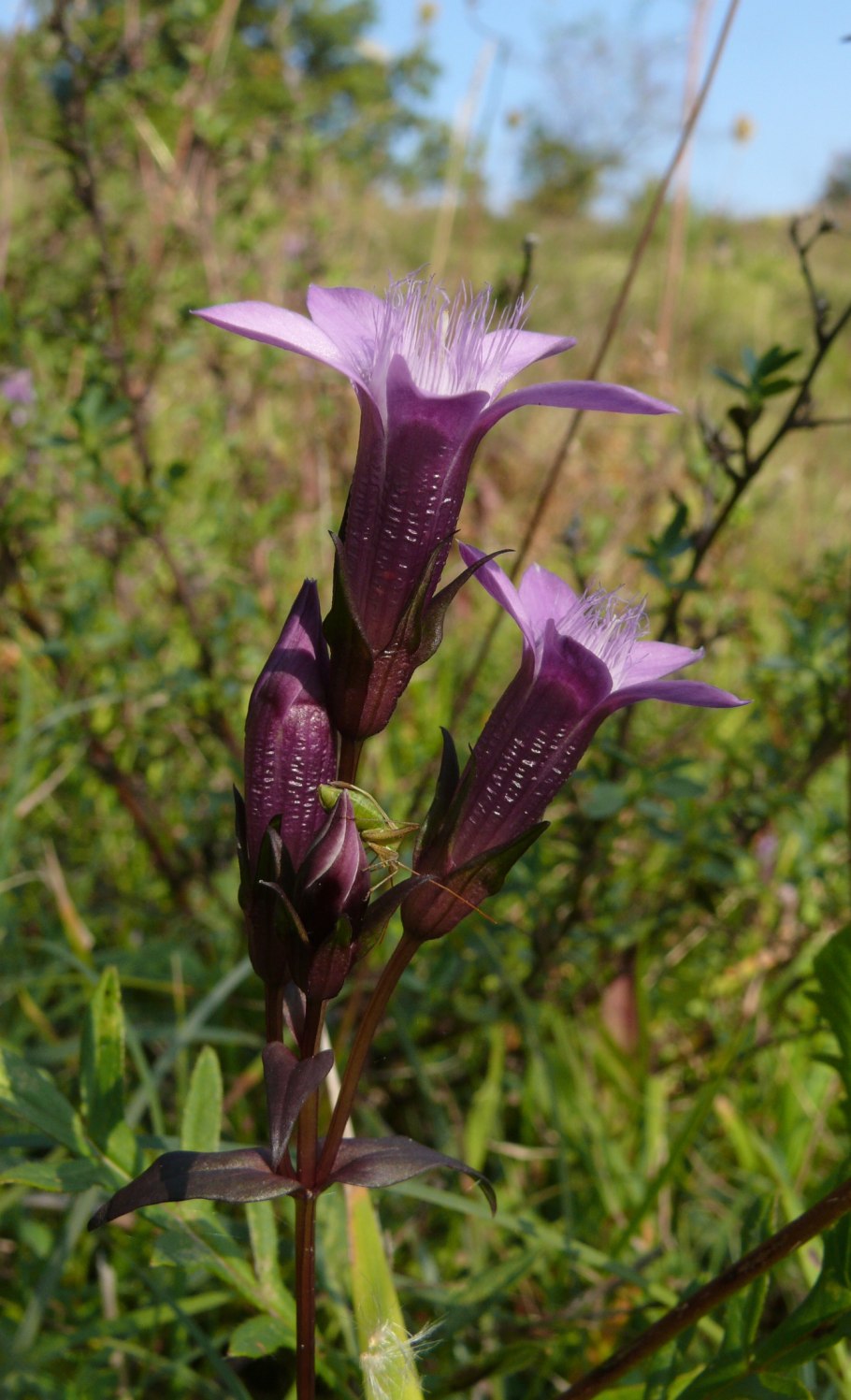 Gentiana amarella