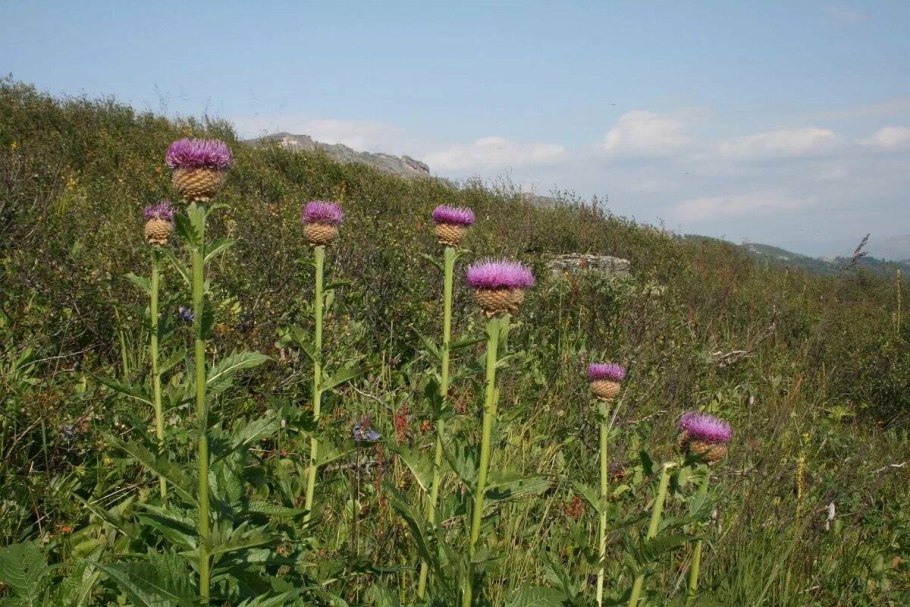 Rhaponticum uniflorum