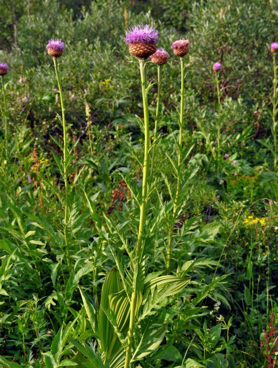 Rhaponticum Pulchrum