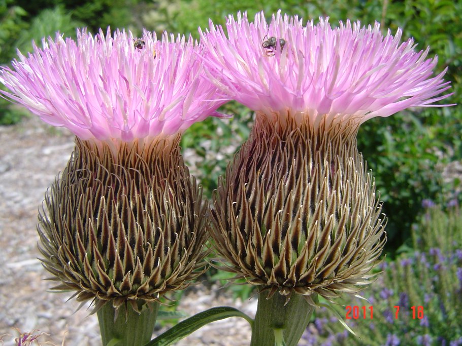 Rhaponticum scariosum