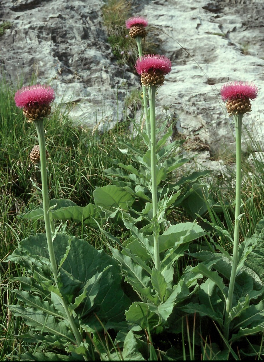Centaurea dealbata 'Steenbergii'