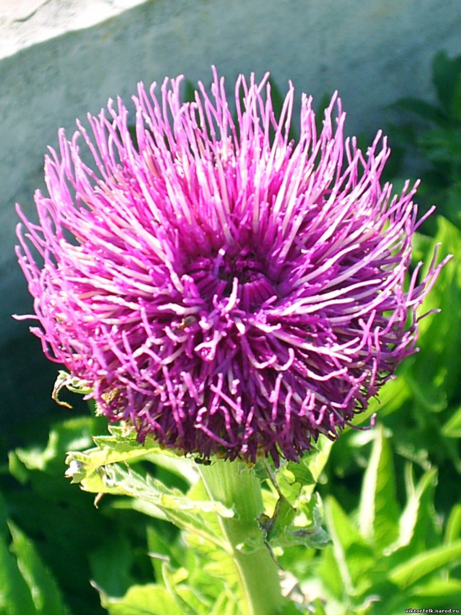 Rhaponticum carthamoides