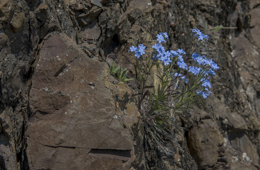 Незабудочник шелковистый