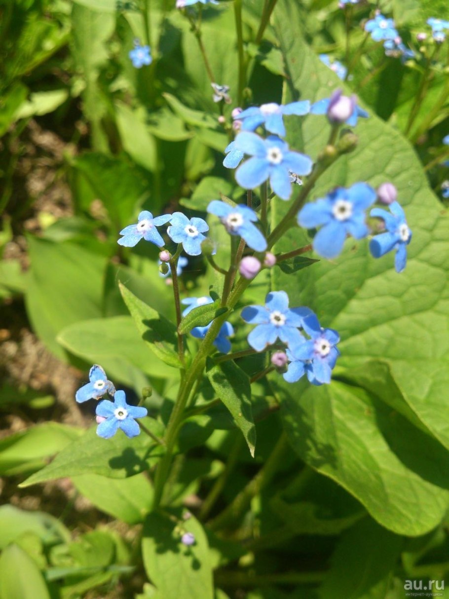 Brunnera / Бруннера (Незабудочник)
