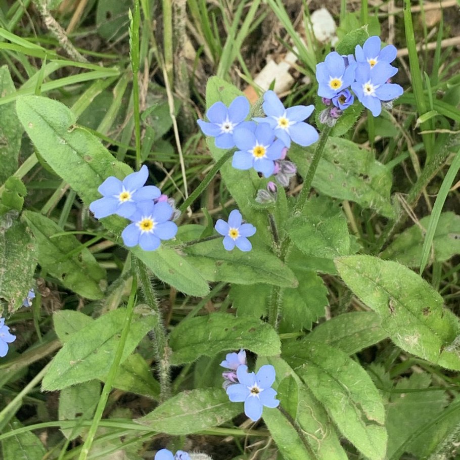 Бруннера Сибирская Незабудочник