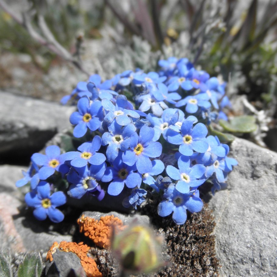 Незабудочник гребенчатый