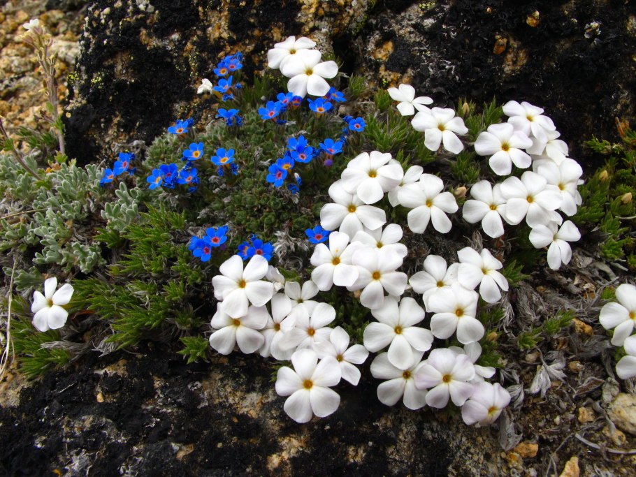 Незабудочник Сахалинский