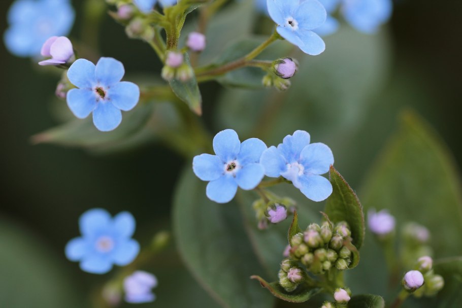 Незабудочник Енисейский