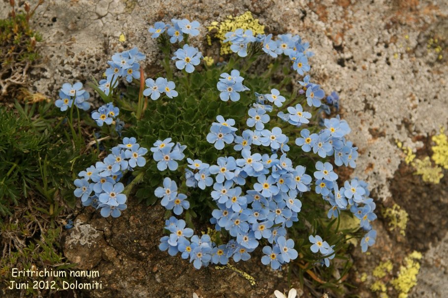 Бруннера и Пупочник