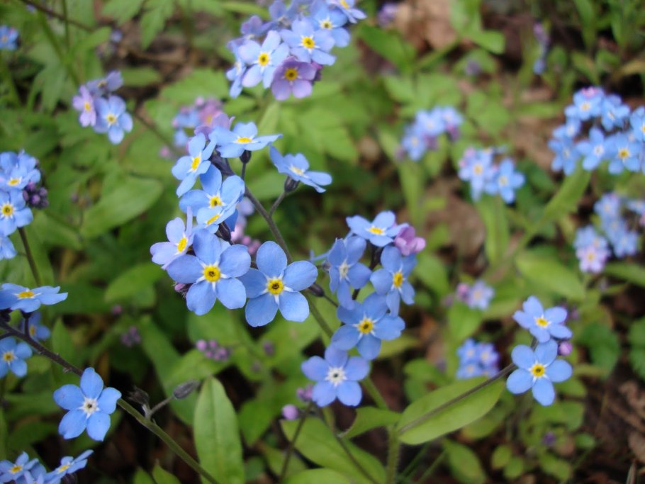 Незабудочник Сахалинский