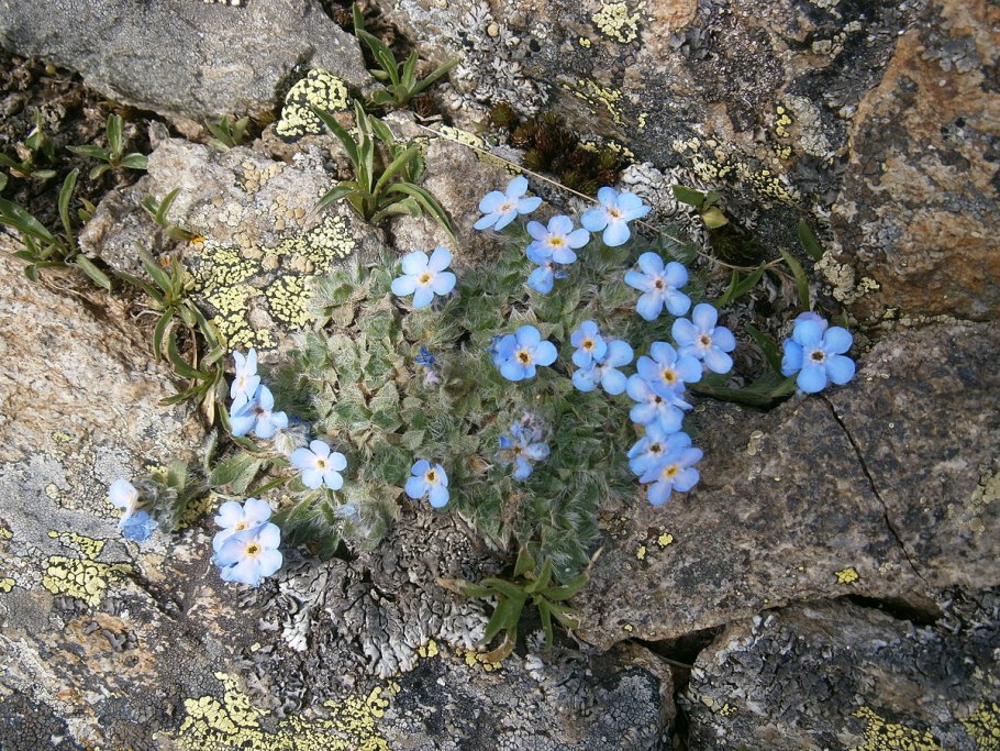 Бруннера Сибирская