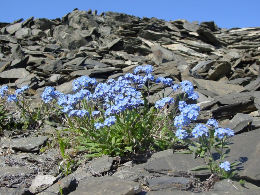 Myosotis alpestris 'Indigo Compact'