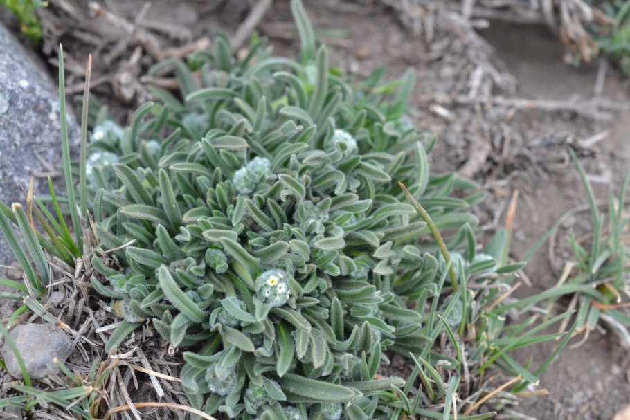 Незабудочник Якутский
