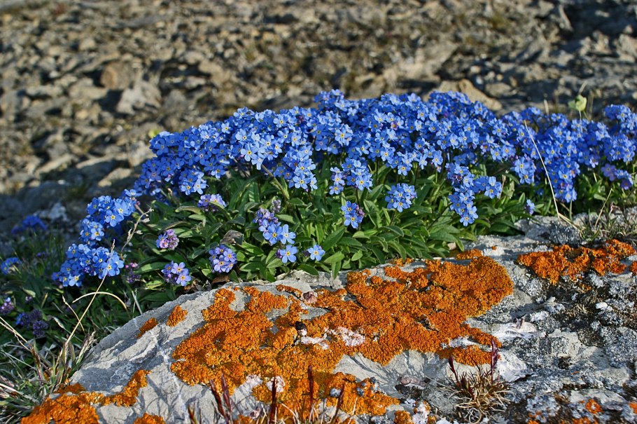 Незабудка Альпийская (Myosotis alpestris)